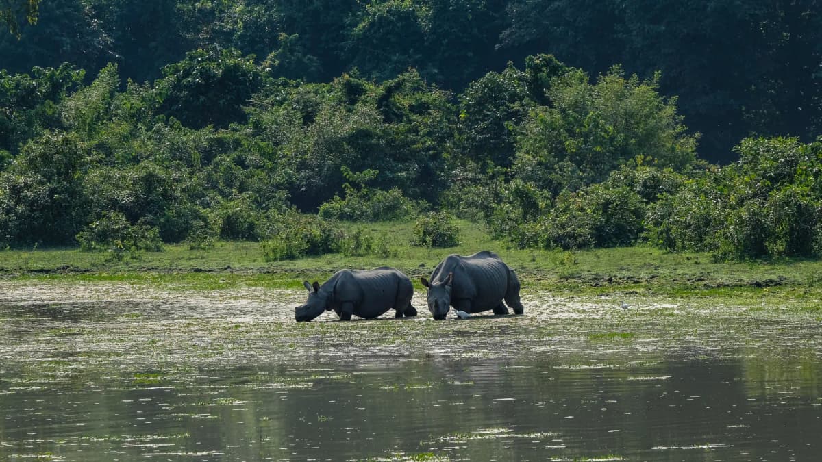 Kaziranga National Park Experience