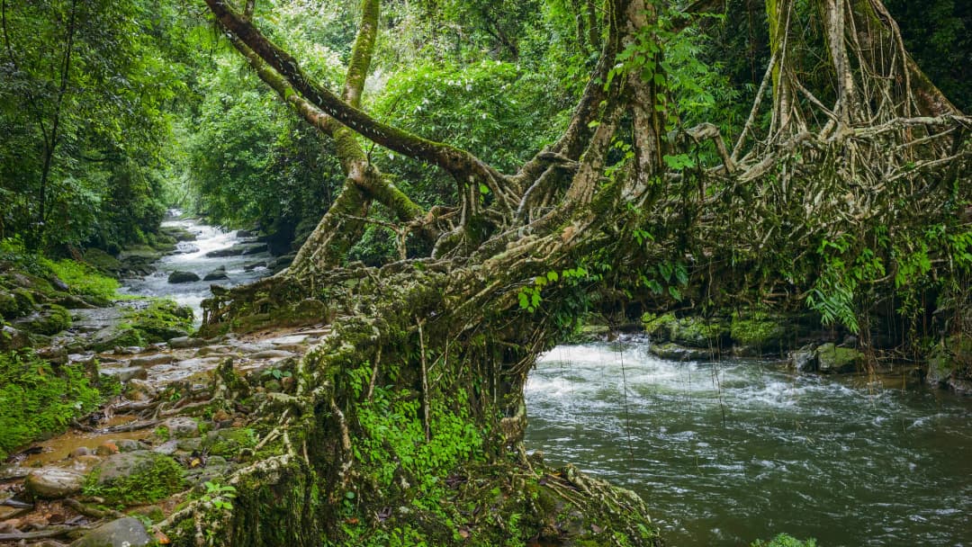 2 Nights 3 Days Shillong, Living Root Bridge & Mawlynnong Tour
