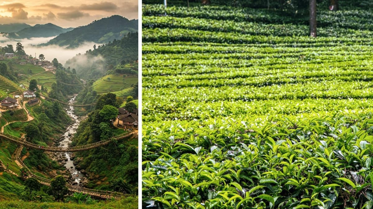 7 Nights 8 Days Meghalaya & Assam Combined Tour
