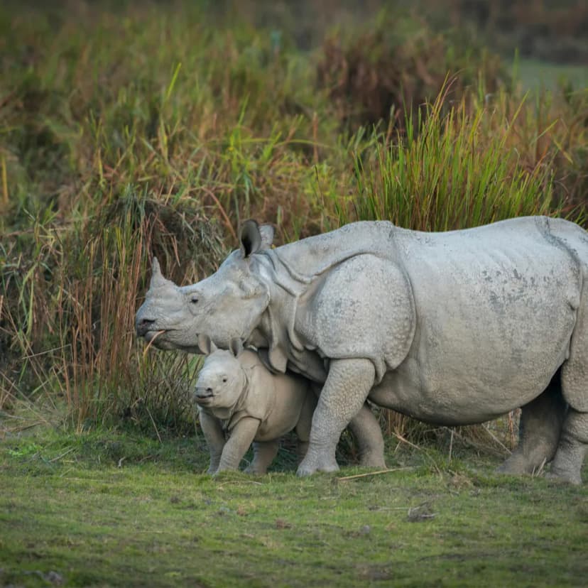 One-horned rhinoceros in Kaziranga