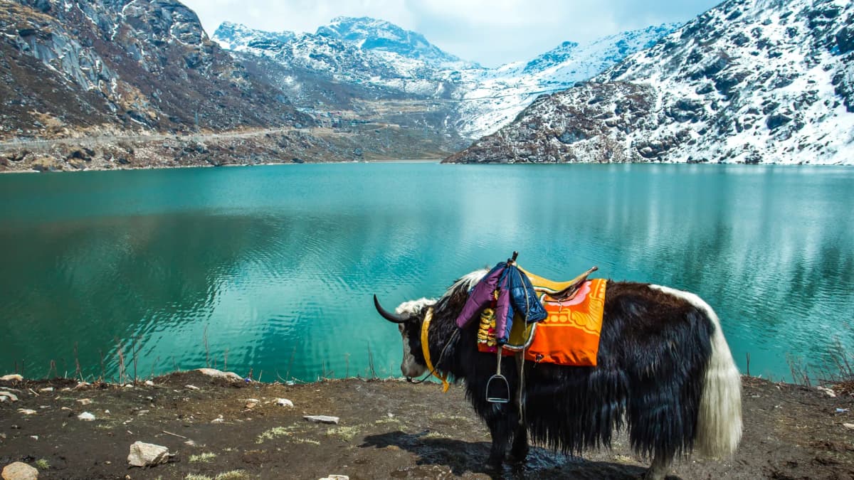 Sikkim Darjeeling Tour 2 - Extended with Lachung & Pelling