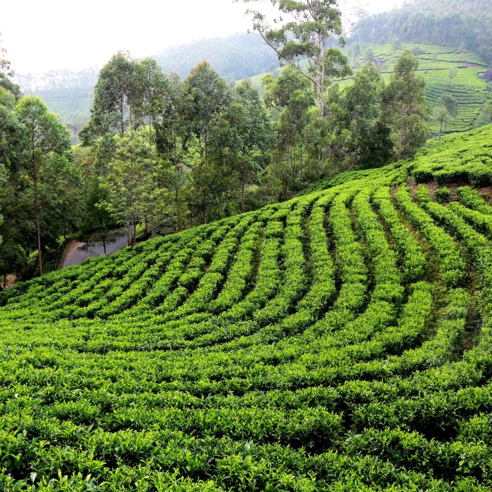 Sikkim Tour 34 - Gangtok Experience - Gallery Image 7
