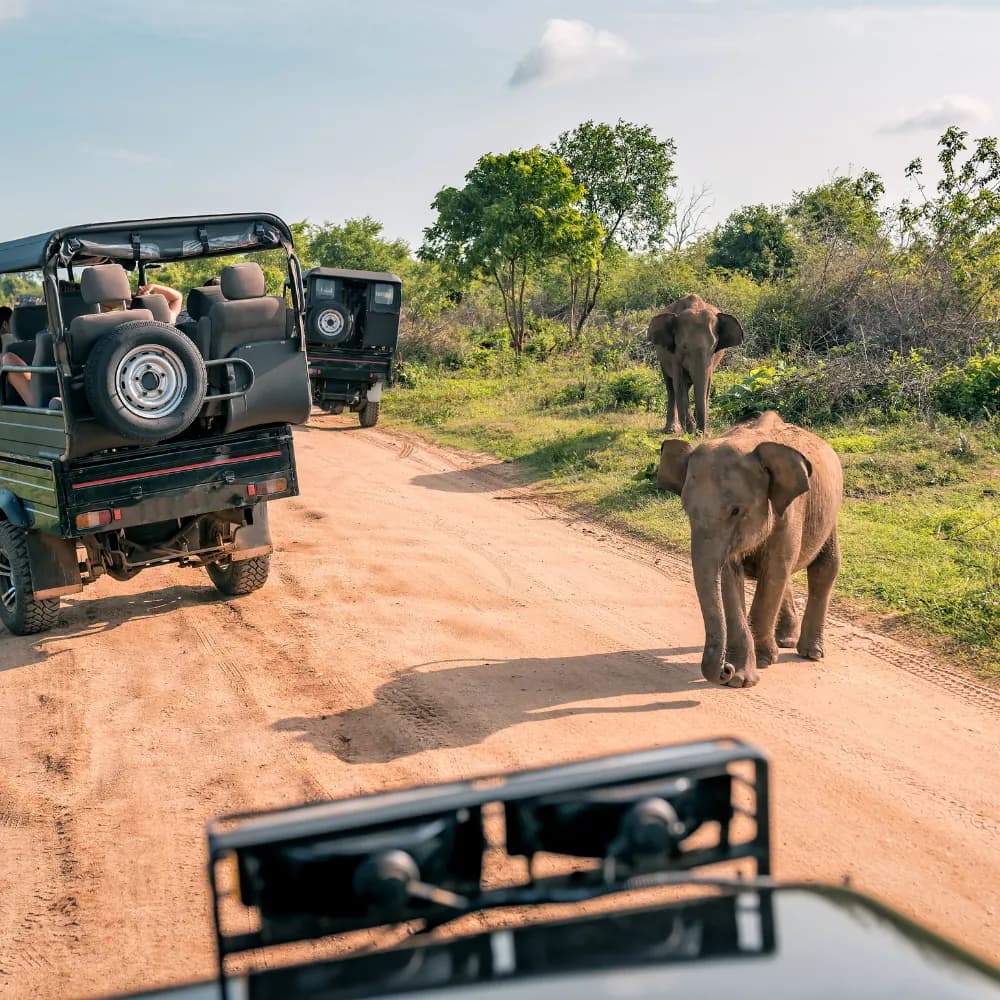 Kaziranga Wildlife Safari - Day 5