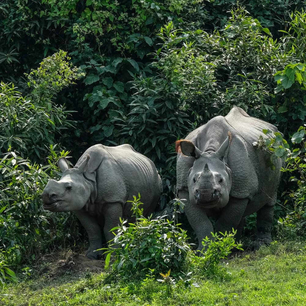 Assam Complete Wildlife Experience - Gallery Image 5