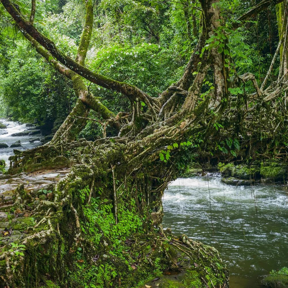 Northeast India landscapes