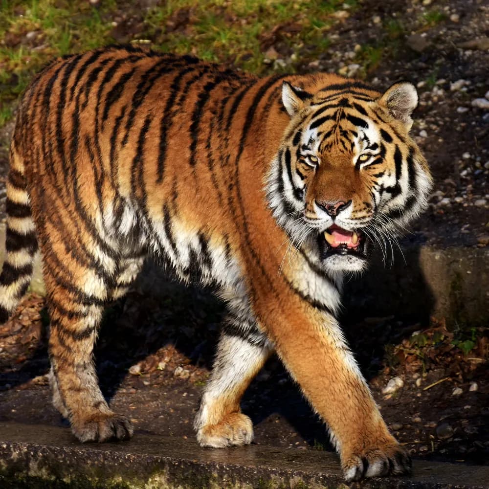 Wildlife Safari & Departure - Day 3