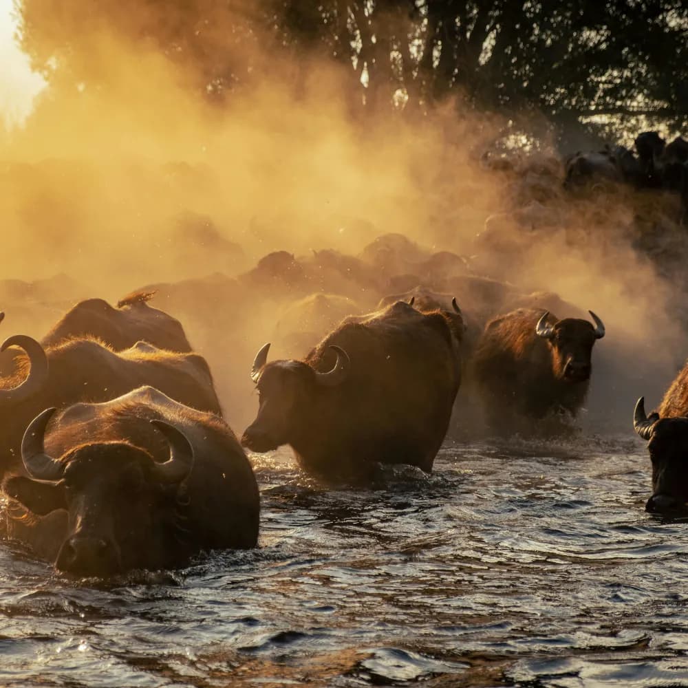 Kaziranga National Park Experience - Gallery Image 5